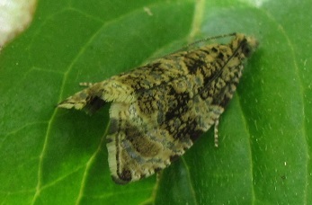 Celypha lacunana, Tortricidae